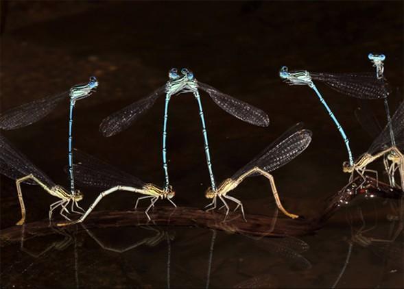 Doğa kategorisinde 2inciliği alan fotoğraf Uğur Genç