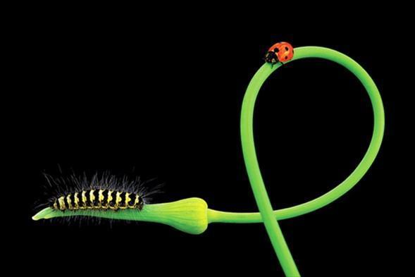 DOĞA - ÜÇÜNCÜ Tayfun Çiftçi, Van, 2011