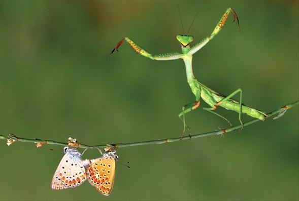 DOĞA - BİRİNCİ Hasan Bağlar, Lefkoşa, 2011