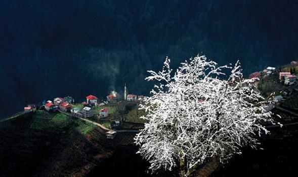 MANZARA - BİRİNCİ Hasan Bayka, Trabzon, 2011