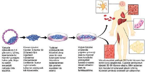 Kök hücreler mucize vaat ediyor