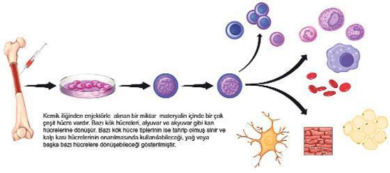 Kök hücreler mucize vaat ediyor