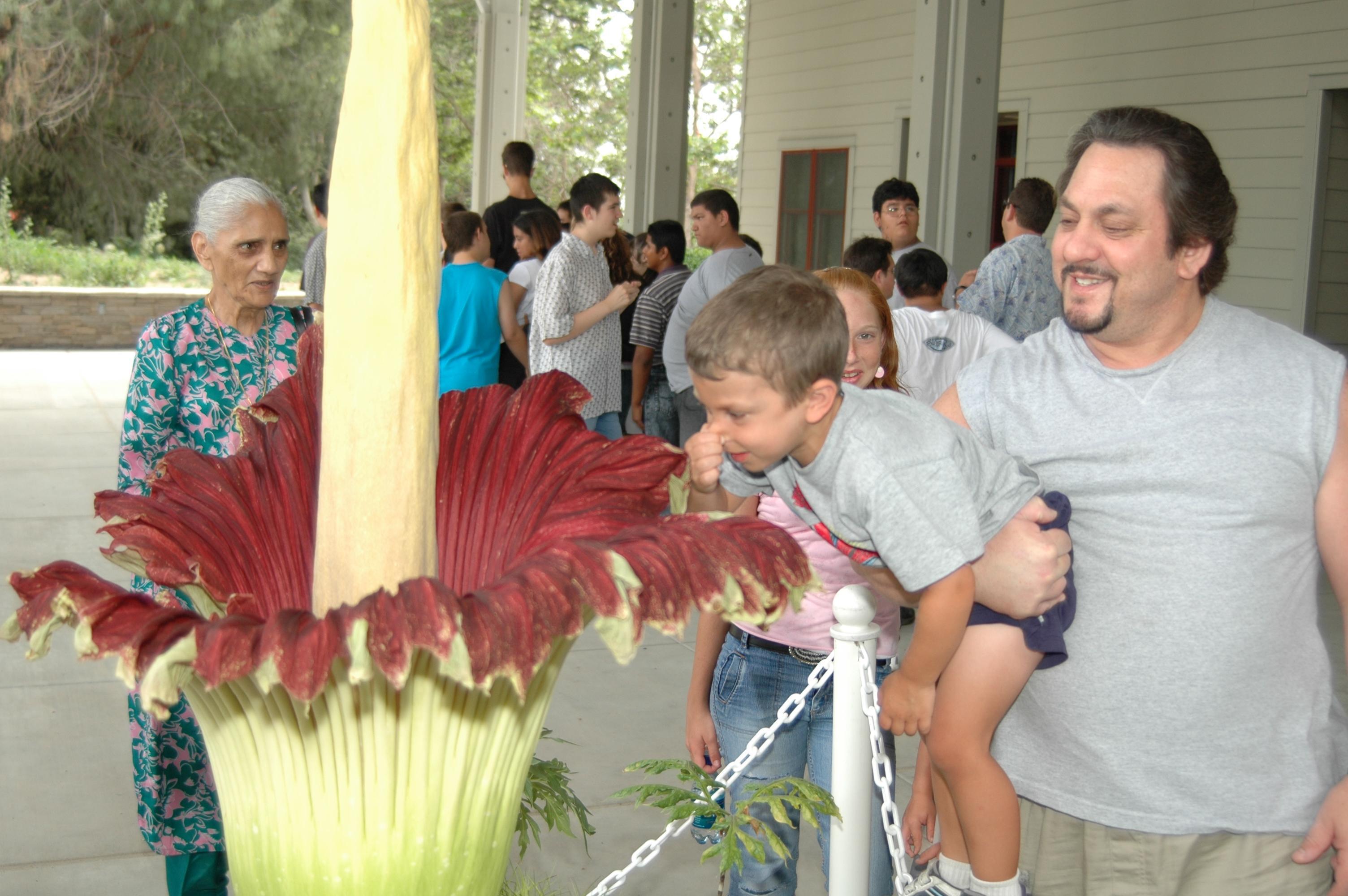 Ceset Çiçeği (Amorphophallus titanum) - Dünyanın En Büyük Çiçeği