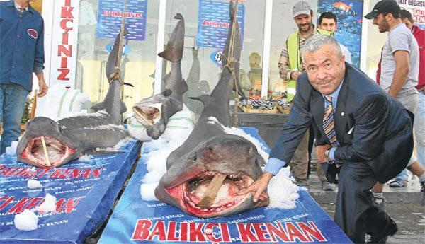 İstanbul Boğazı’nda üç köpek balığı yakalandı
