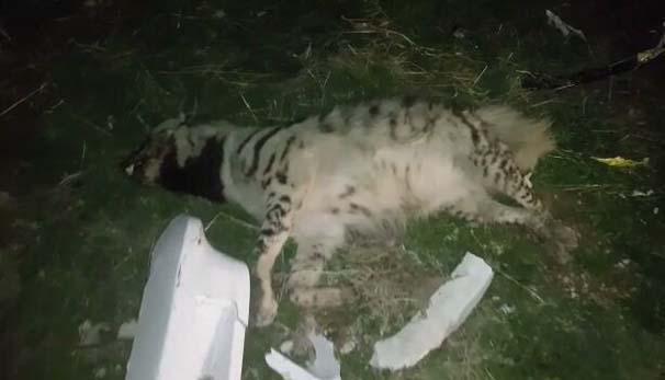 Soyu tükenmek üzere olana çizgili sırtlanı otomobil ezdi