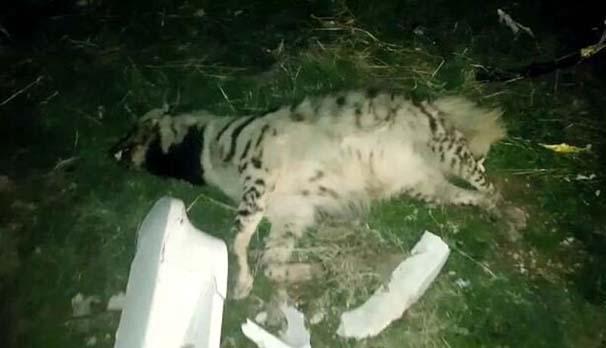 Soyu tükenmek üzere olana çizgili sırtlanı otomobil ezdi