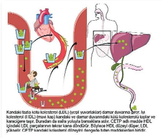 İyi kolesterol düşüklüğü için yeni umut