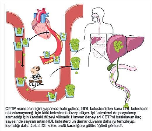 İyi kolesterol düşüklüğü için yeni umut