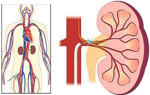 Yüksek tansiyonda böbrek devrimi