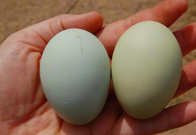 Mavi yeşil yumurtanın faydaları nelerdir