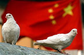 Çinin en gizli askeri projesi: Mektup güvercini