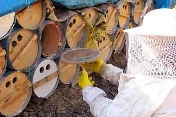 Karakovan balının hasadına başlandı