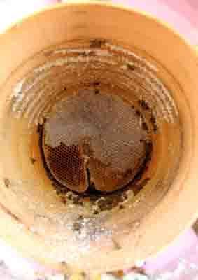 Karakovan balının hasadına başlandı