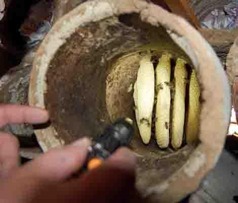 Karakovan balının hasadına başlandı