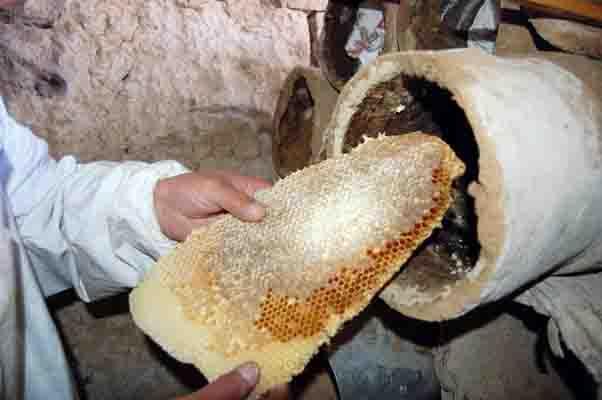 Karakovan balının hasadına başlandı