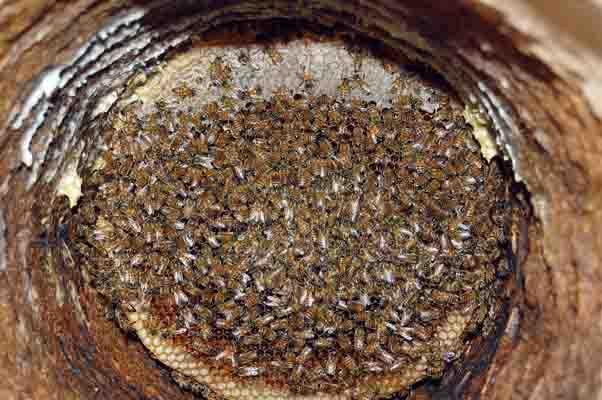 Karakovan balının hasadına başlandı