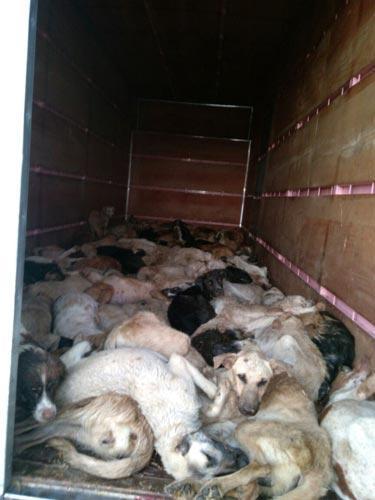 Köpek katliamı skandalı büyüyor