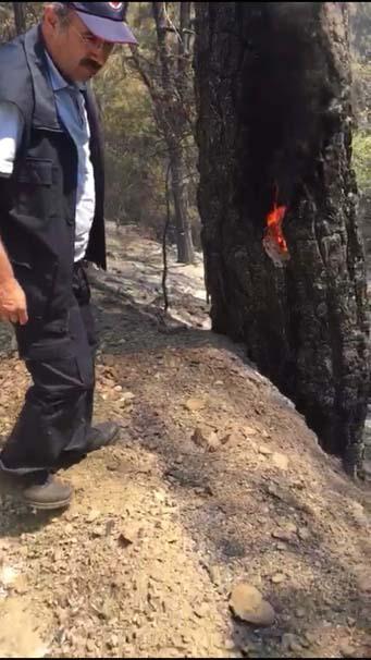 İzmir, Çanakkale ve Mersinde 1030 hektar orman kül oldu