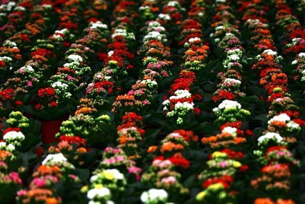 Orkide ithalatına Adana’dan yerli ve milli çözüm