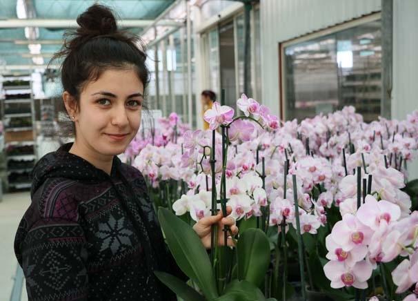 Orkide ithalatına Adana’dan yerli ve milli çözüm