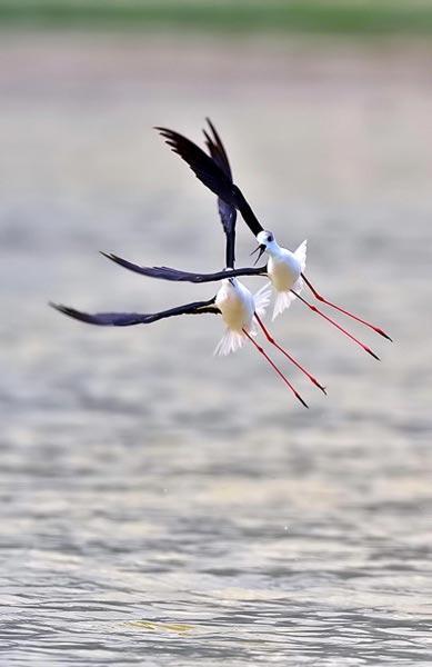 Burdur Gölü için 1 milyon kişi seferber oldu