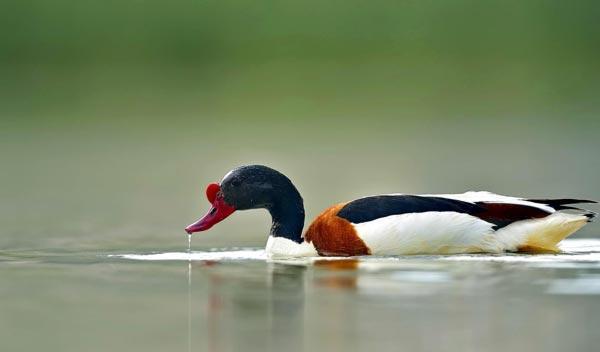 Burdur Gölü için 1 milyon kişi seferber oldu