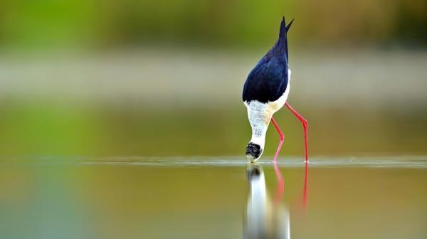 Burdur Gölü için 1 milyon kişi seferber oldu