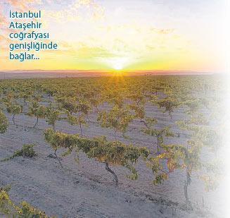 Milliyet