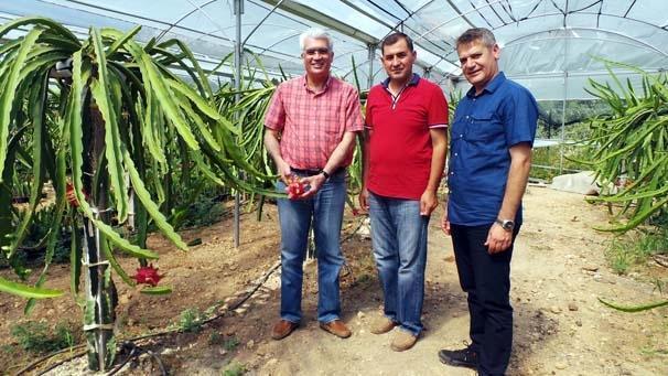 Çukurovada pitaya üretimi başladı
