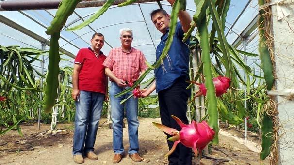 Çukurovada pitaya üretimi başladı