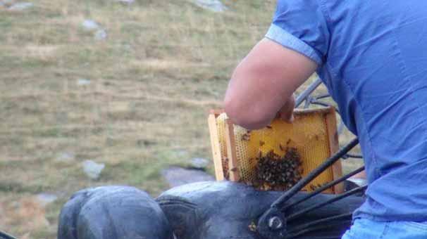 Arı heykeli 5 kilo bal verdi