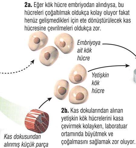 Laboratuvar eti yakında marketlerde