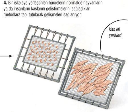 Laboratuvar eti yakında marketlerde