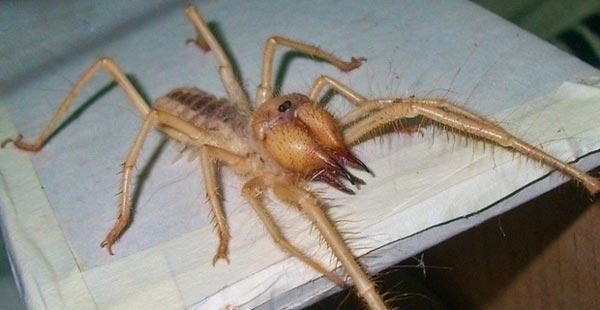 15 santimetrelik örümcek görenleri korkuttu