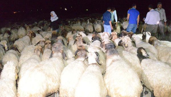 300 damızlık koyunu zehirlediler
