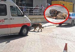 SiLiVRi’DEKi HACHIKO