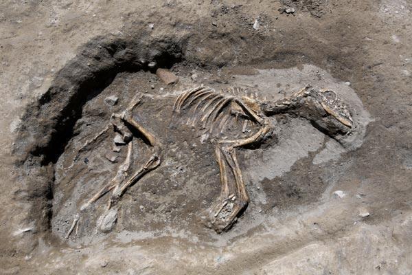 Vanda 3 bin yıllık köpek iskeleti bulundu