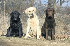 Labrador Retriever