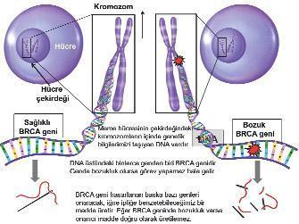 Kadınlara müjde genler satılmıyor