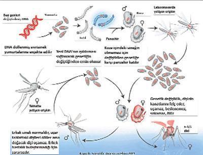 Genetiği değiştirilmiş sivrisinek salgına karşı