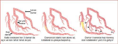 Kalbi koruyan küçük dostlar