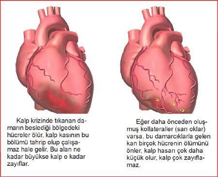 Kalbi koruyan küçük dostlar