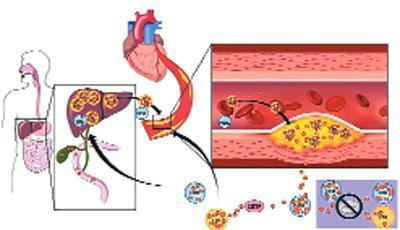 İyi kolesterol tedavisinde yeni umut