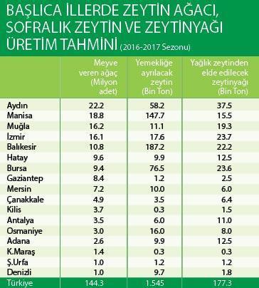 Bu yıl zeytinyağında üretim artışı bekleniyor