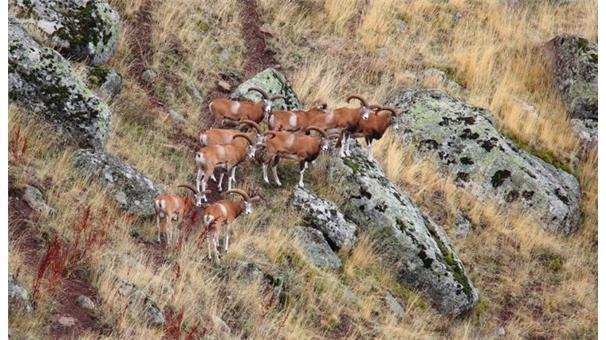Anadolu Yaban Koyunu ihaleyle öldürüldü