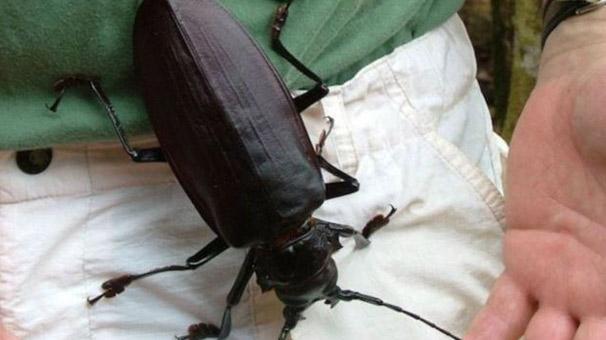 Dünyanın en büyük böceği görüntülendi