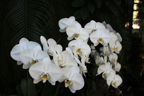 Orkide bakımı nasıl yapılır