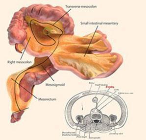 İnsan vücudunda yeni bir organ bulundu