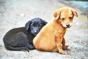 ‘KÖPEK KONFERANSI’NDA NELER OLDU