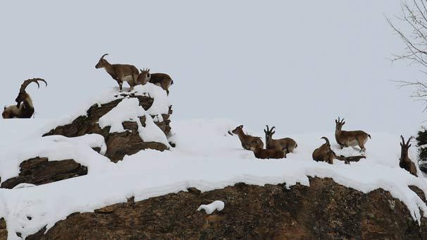 Tunceli’de yiyecek bulma sıkıntısı yaşayan dağ keçileri vadilere inmeye başladı